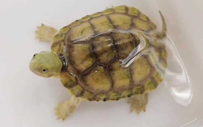黄喉拟水龟