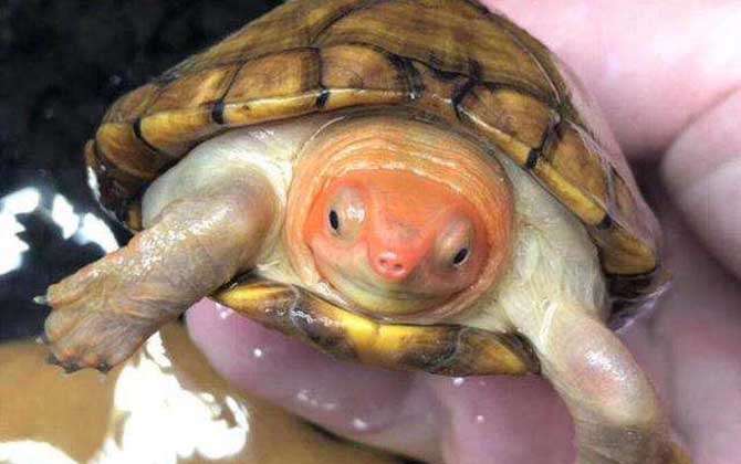 红面蛋龟