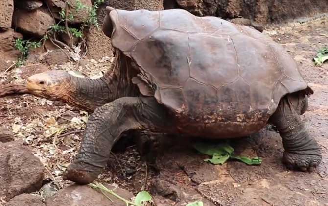 世界上最大的乌龟是什么龟？