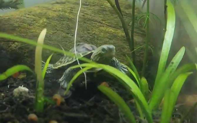 小乌龟