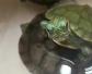 乌龟怎么分公母？