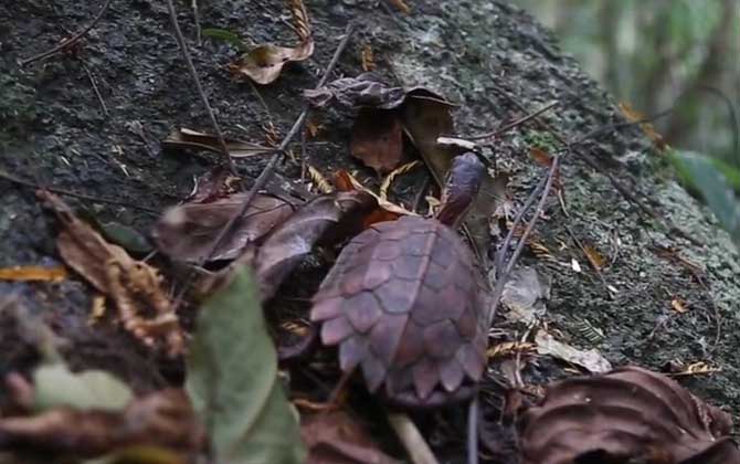 枫叶龟