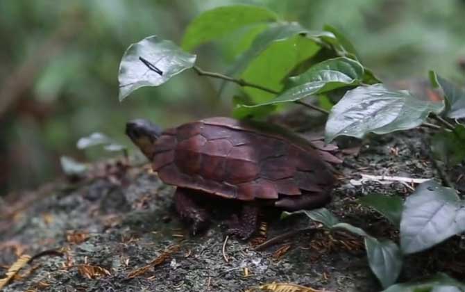 枫叶龟