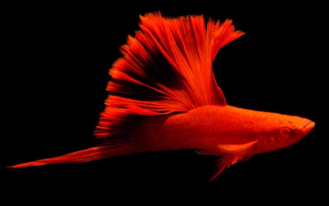 高旗红箭鱼是什么鱼？
