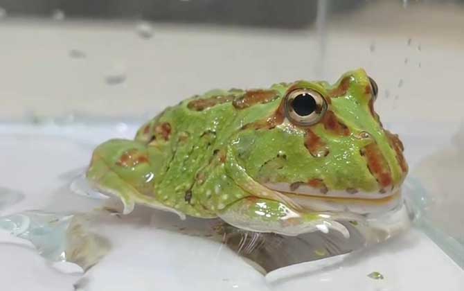 角蛙