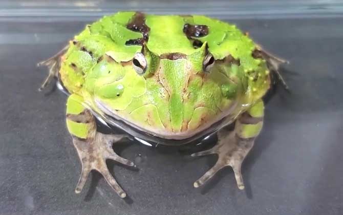 角蛙饲养方法及注意事项