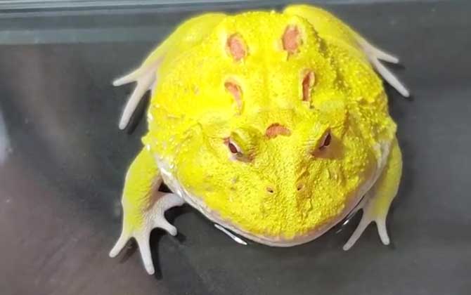黄金角蛙