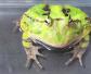角蛙饲养方法及注意事项