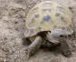 四爪陆龟是什么龟？
