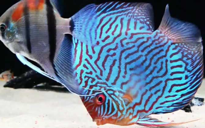 七彩神仙鱼是什么鱼？