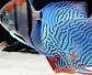 七彩神仙鱼是什么鱼？