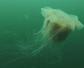 北极霞水母是什么动物？