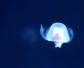 灯塔水母的寿命多长？