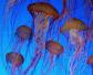 海蜇是水母吗？