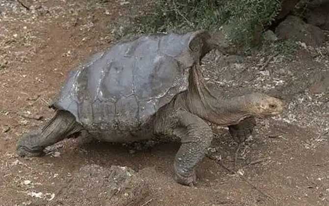 阿根廷象龟