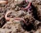 蚯蚓怎么养殖繁殖最快？