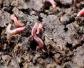 蚯蚓只能在土里生活吗？