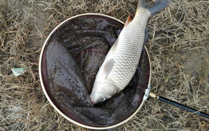 野钓鲤鱼