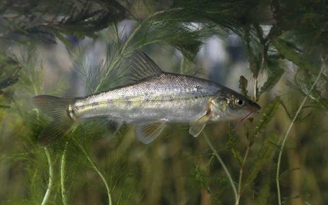 滇池金线鲃是什么鱼？
