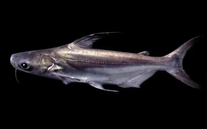 成吉思汗鱼是什么鱼？
