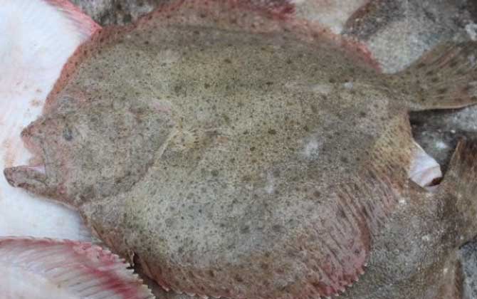 大菱鲆是什么鱼？
