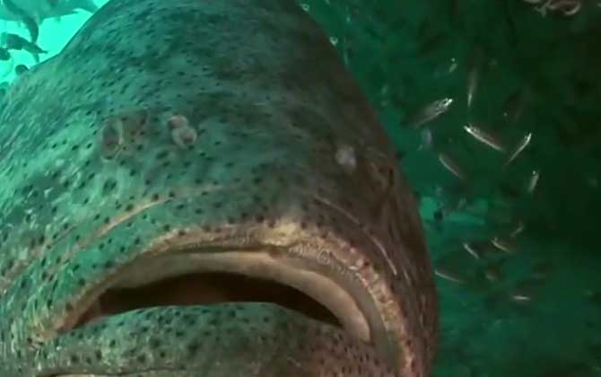 大石斑鱼