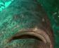 大石斑鱼是什么鱼？