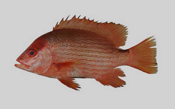 红鱼是什么鱼？