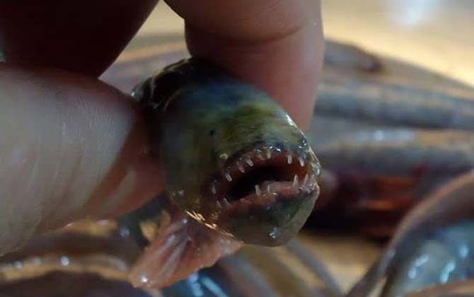 红狼牙鰕虎鱼是什么鱼？