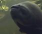 黑鳍巨脂鲤是什么鱼？