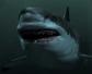 巨齿鲨是什么动物？