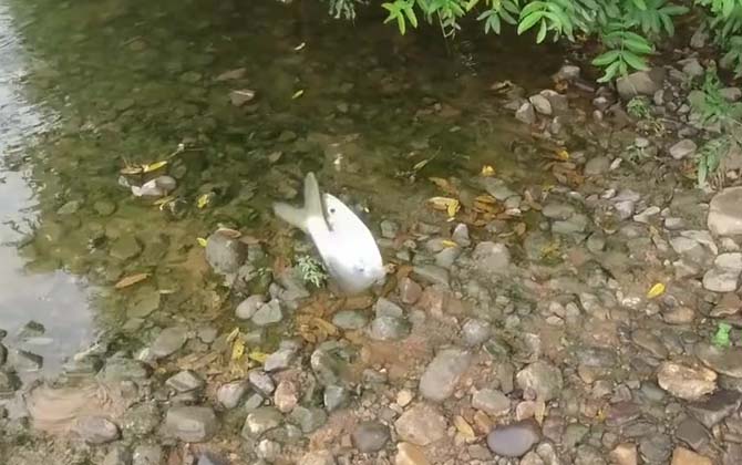 大眼鳊鱼