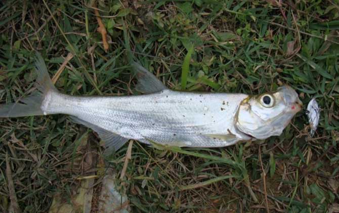 白水鱼