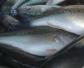 加州鲈鱼养殖成本和利润