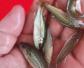 加州鲈鱼养殖周期多长？