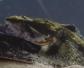 松江鲈鱼是国家保护动物吗？