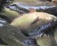 攀鲈鱼是国家保护动物吗？
