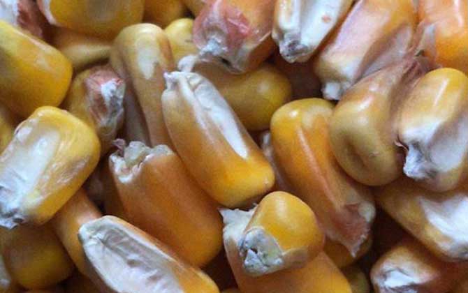 老玉米粒煮多久才会软？