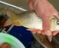 鲤鱼喜欢吃什么饵料？荤素兼食，玉米、蚯蚓、商品饵料均可！