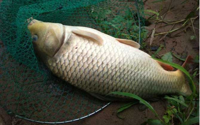 野钓鲤鱼的最佳位置，这8种地方不要错过，最容易钓到大鲤鱼！