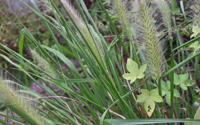 狼尾草