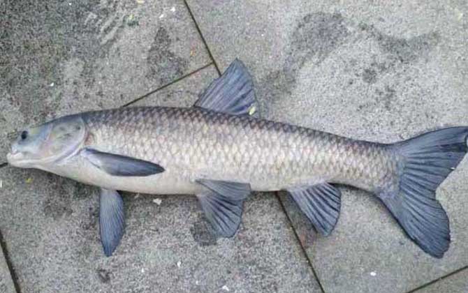 青鱼和草鱼有什么区别？外形有一定的相似性，但不是一种鱼！