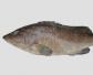 赤点石斑鱼是什么鱼？