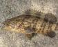 斜带石斑鱼是什么鱼？