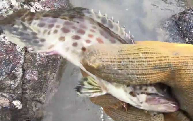 石斑鱼哪个地方有毒？