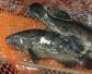 石斑鱼是保护动物吗？