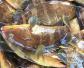 石斑鱼可以人工养殖吗？