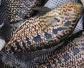 淡水石斑鱼能长多大？