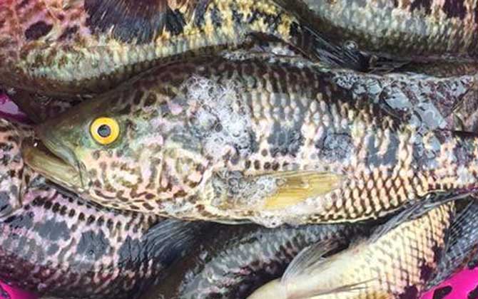 淡水石斑鱼养殖成本和利润