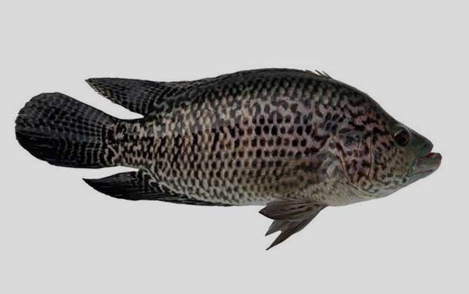 淡水石斑鱼